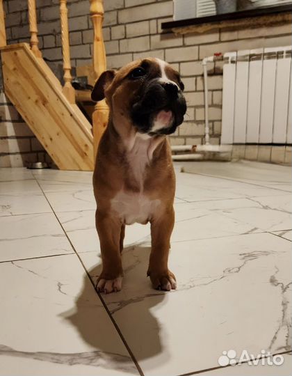 Щенки питбуля