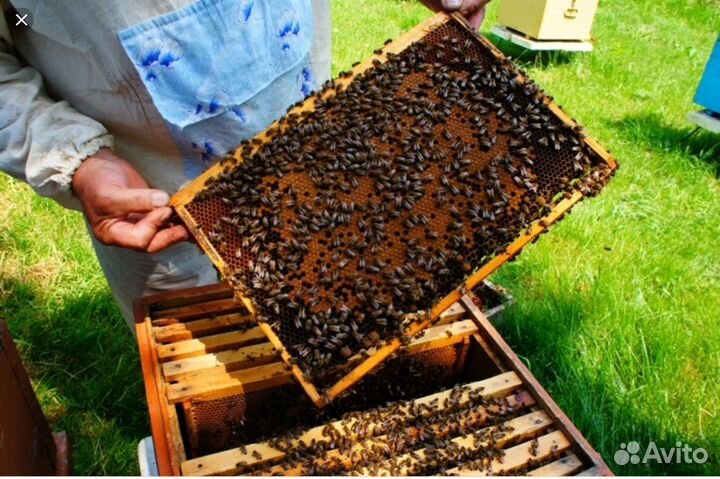 Пчелосемьи