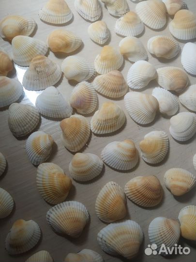 Ракушки гребешки