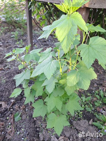 Саженцы черной смородины, вишни, ирги