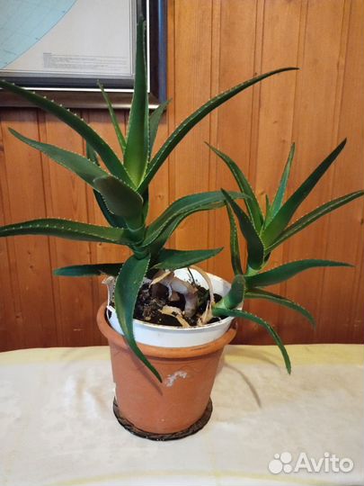 Комнатные цветы -Алоэ-вера