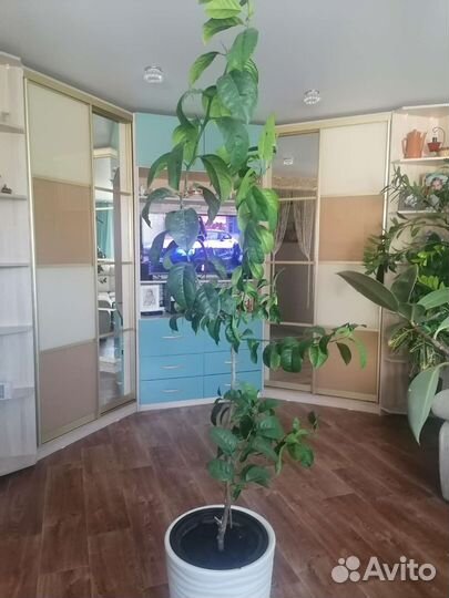 Лимонное дерево