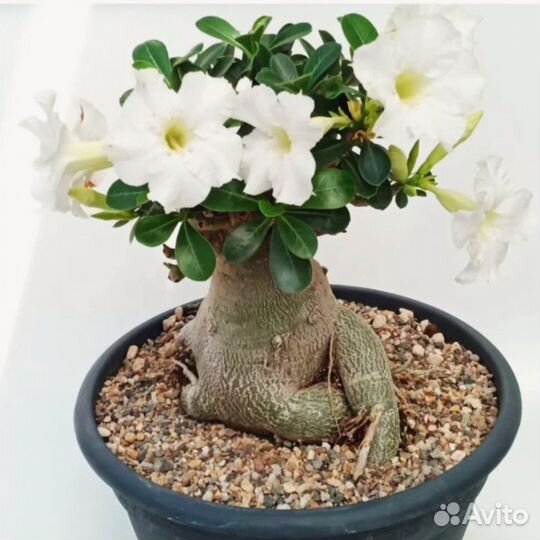 Адениум. Пустынная роза