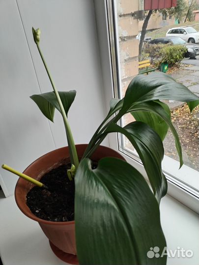 Комнатные растения