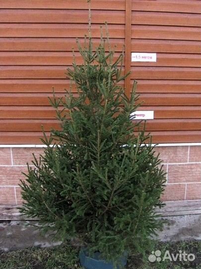 Найдись Ель живая.Новогодняя)