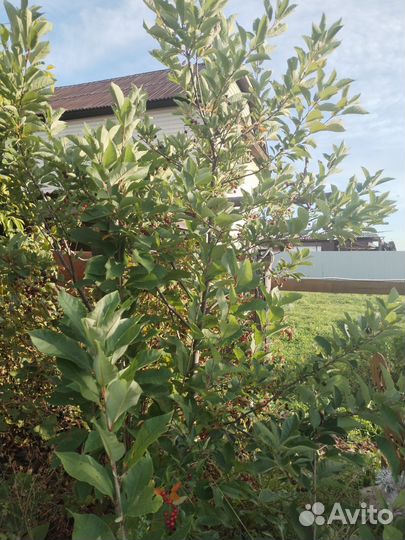 Красная черемуха Виргинская Шуберт