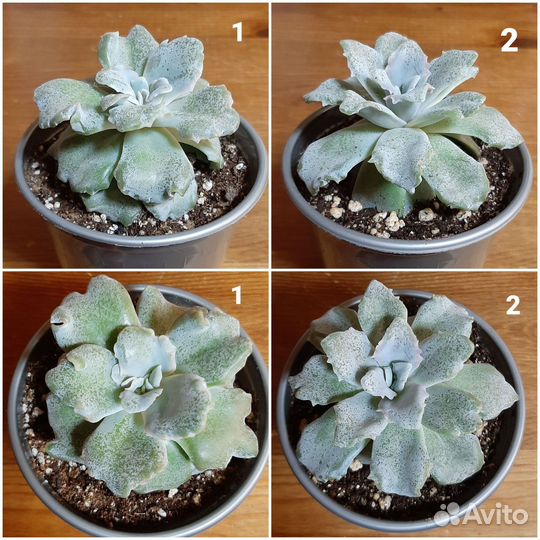 Хавортии и всякие разные суккуленты