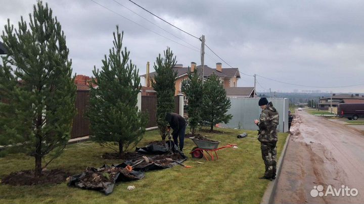 Саженцы ель, сосна, липа и др (крупномерный с комо