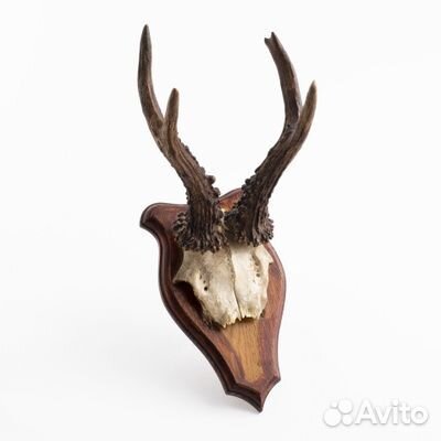 Рога на деревянном медальоне