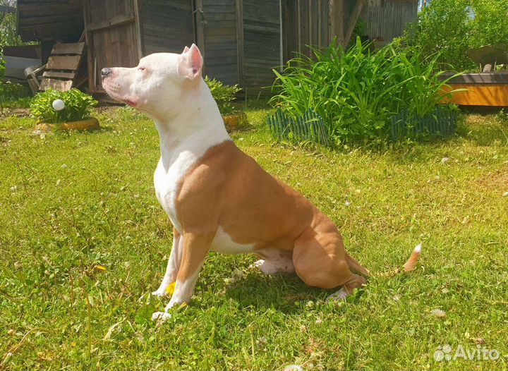 Американский Стаффордширский терьер вязка