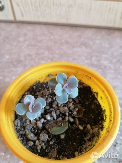 Эхеверия жемчужина нюрнберга