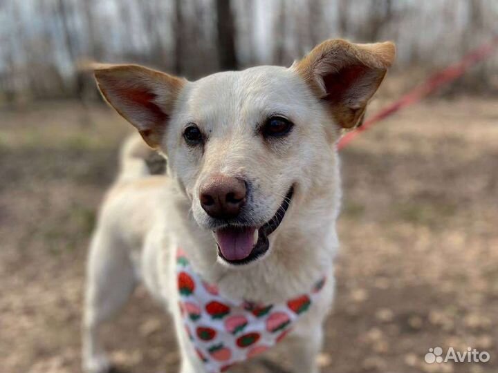 Добрый-добрый Сахарок