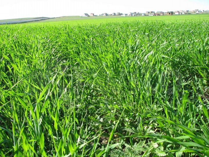 Участок 61 сот. (СНТ, ДНП)