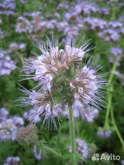 Фацелия, семена Медоносы Сидераты