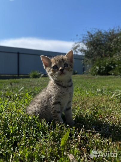 Шотландские котята