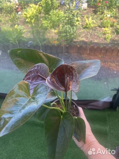 Продам антуриумы 1250