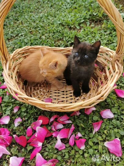 Котята в добрые руки, приучены к лотку