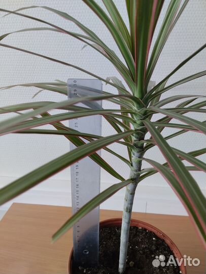 Драцена Маргината Триколор