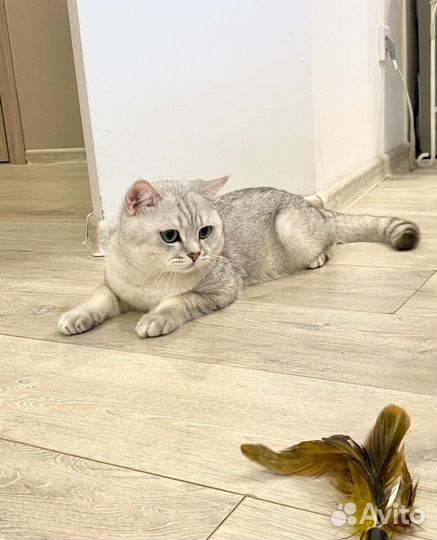 Кот вязка