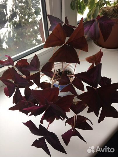 Комн цветы разные