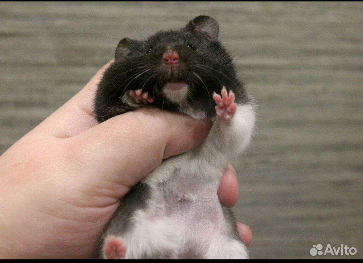 Сирийские хомячки