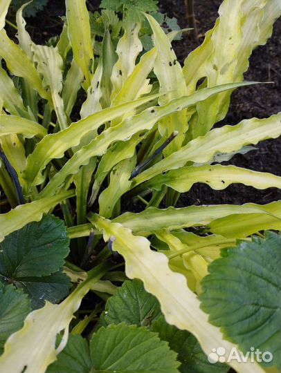 Хоста Керли Фрайз и др