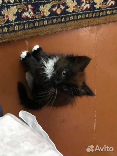 Котята в добрые руки мальчик черный