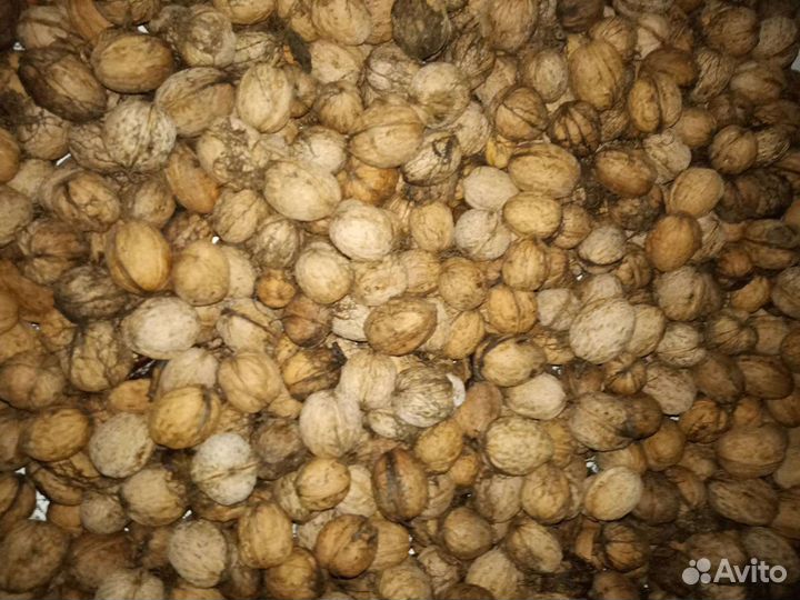 Орех грецкий