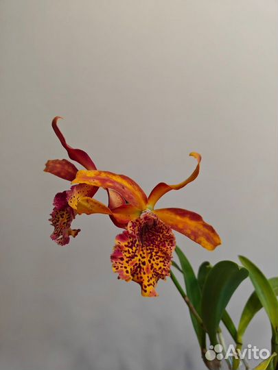 Орхидея Blc.French Fox