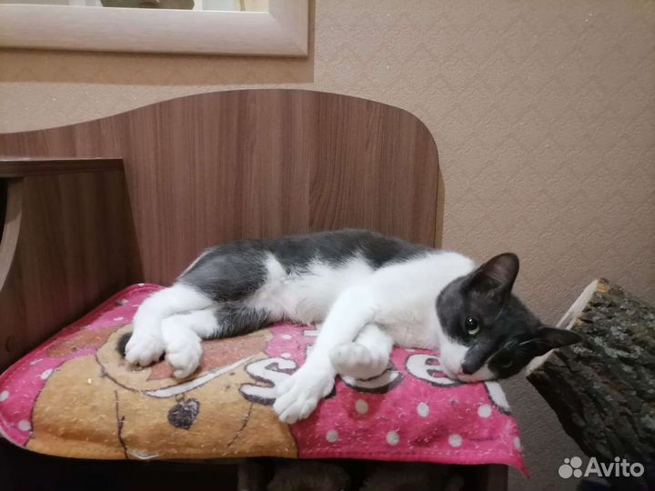 Кот ищет дом