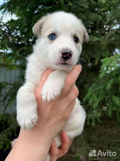 Собака в добрые руки отдам бесплатно