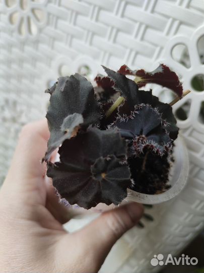 Комнатные растения цветы