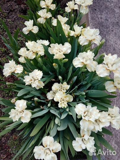 Карликовые ирисы