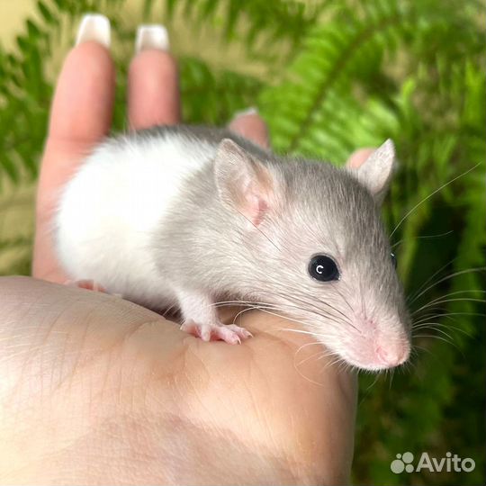 Крыса Дамбо. Крысята стандарт. Большой выбор