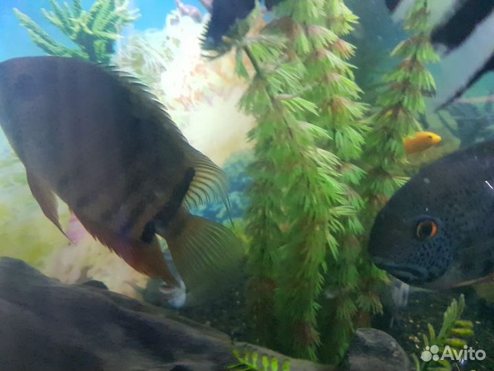 Рыба аквариумная Северум