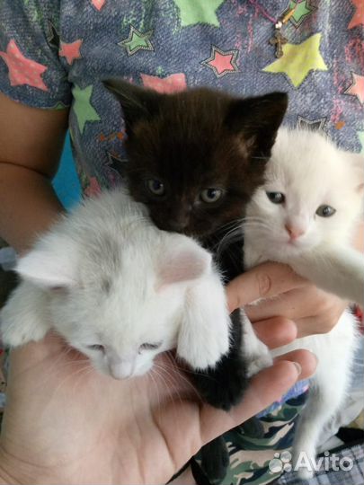 Кошка, котята, котёнок