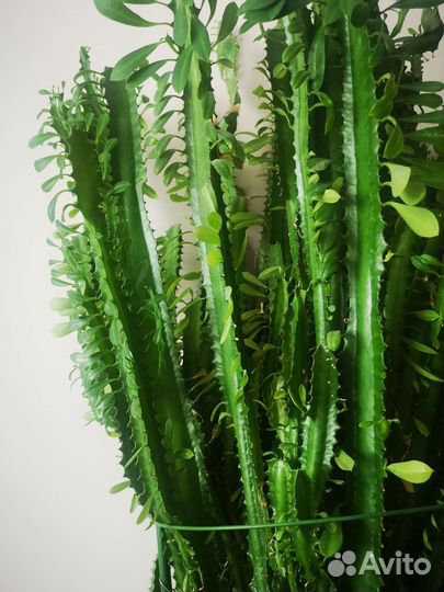 Молочай трехгранный, кактус большой