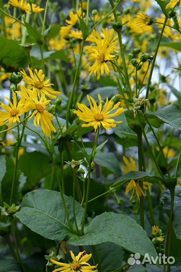 Сильфия, лучший медонос, семена