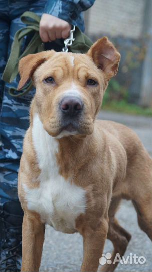 Дрессировка собак с передержкой/Кинолог