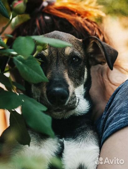 Собаки бесплатно в добрые руки