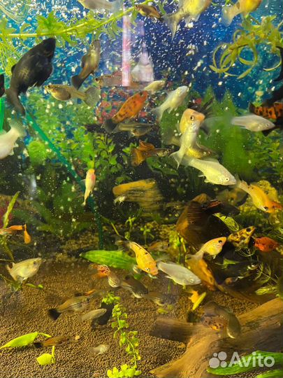 Аквариумные рыбки