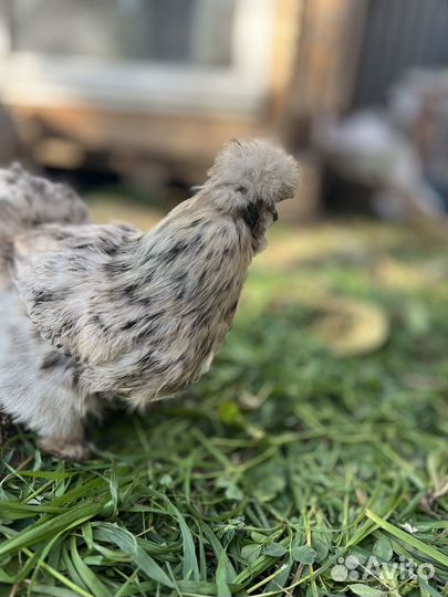 Инкубационное яйцо породистых кур