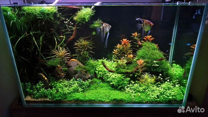 Аквариумы с живыми растениями