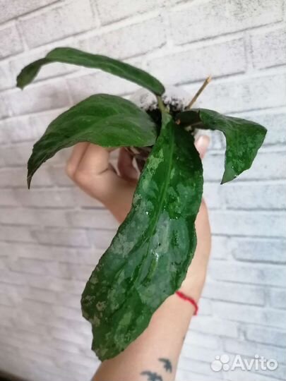 Хойи коллекционные