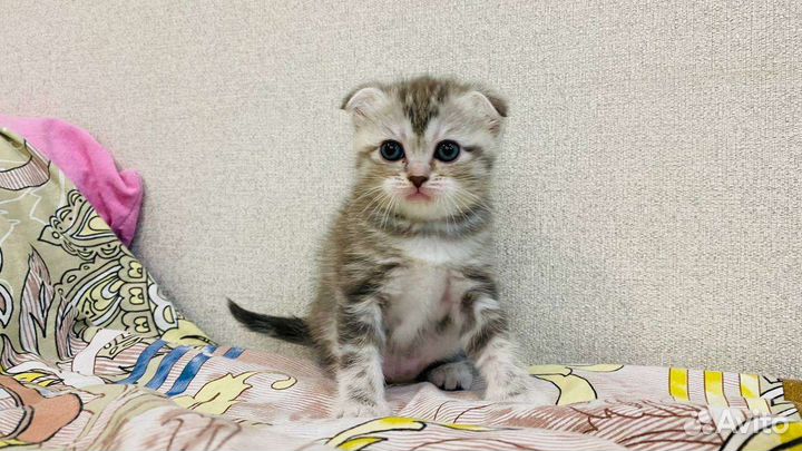 Миленькие котята
