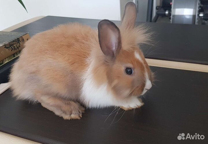 Декоративные кролики