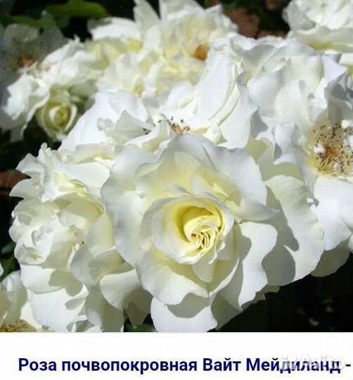 Саженцы роз зкс