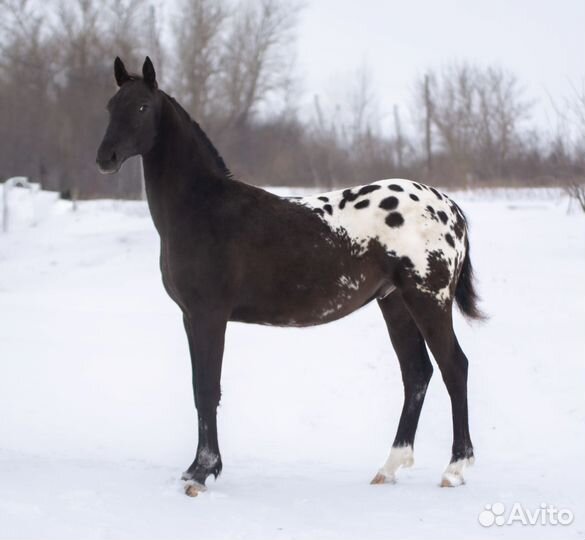 Жеребчик рвп 3/4