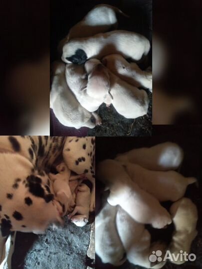 Долматинец щенки