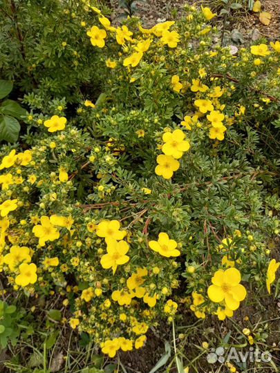 Саженцы многолетних цветов